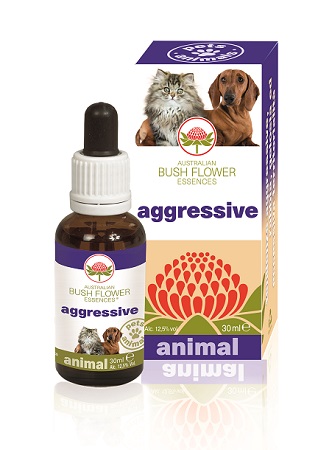 Australian Bush Flower  Agressive