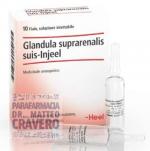 Glandula Suprarenalis Suis Injeel 10 fiale